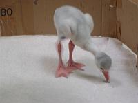 Parc des oiseaux (1)